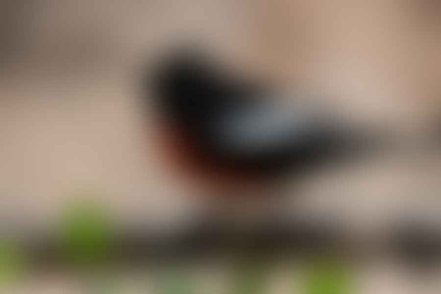Bird watching Patagonia