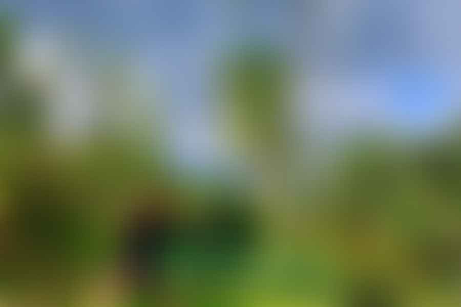 organic garden yoga retreat