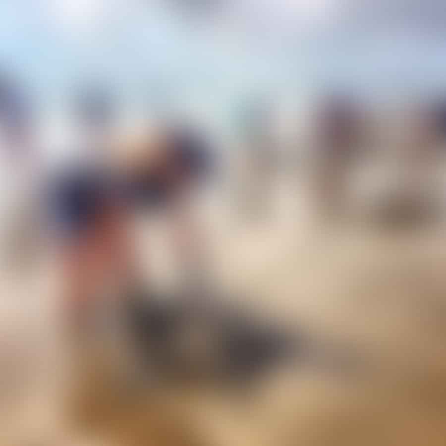 Volunteers working with sea turtles on the beach